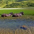 Alpen -Nilpferde beim Grasen