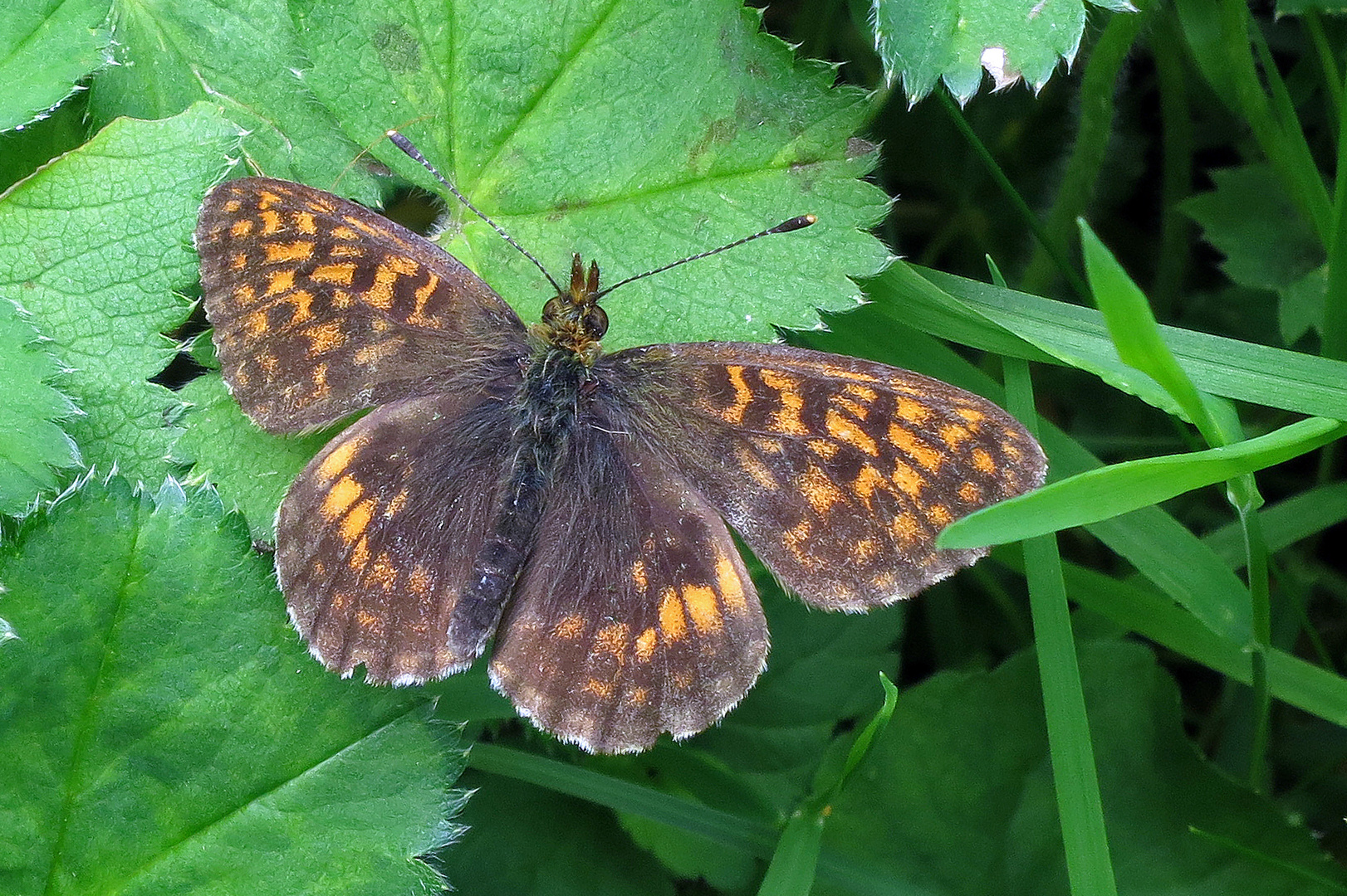 Alpen-Perlmuttfalter (Boloria thore)