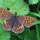 Alpen-Perlmuttfalter (Boloria thore)