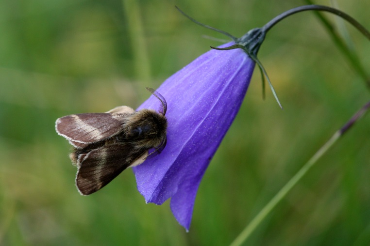 Alpen-Ringelspinner