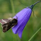 Alpen-Ringelspinner