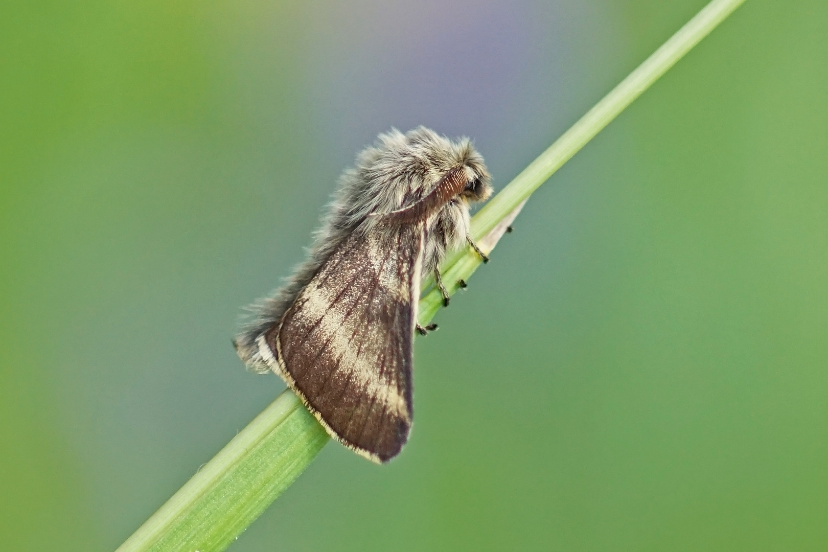 Alpen-Ringelspinner (Malacosoma alpicola), Männchen