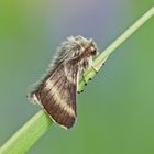 Alpen-Ringelspinner (Malacosoma alpicola), Männchen