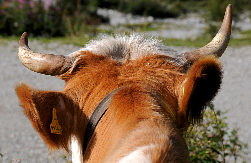 Alpen-Rodeo