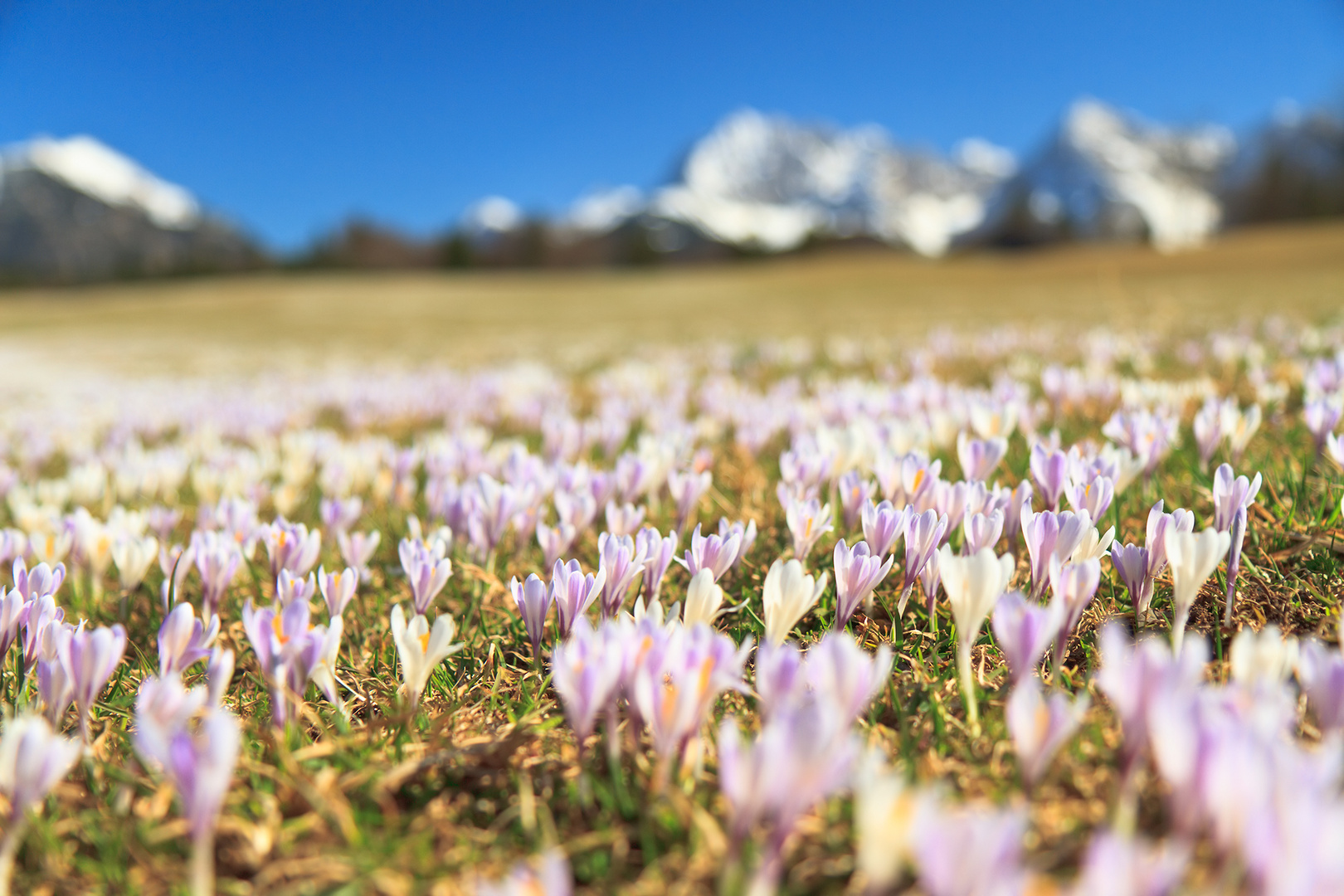 Alpen-Safran