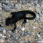 Alpen Salamander