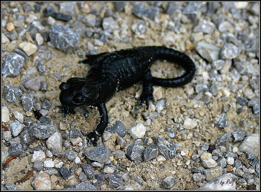 Alpen Salamander