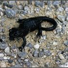 Alpen Salamander