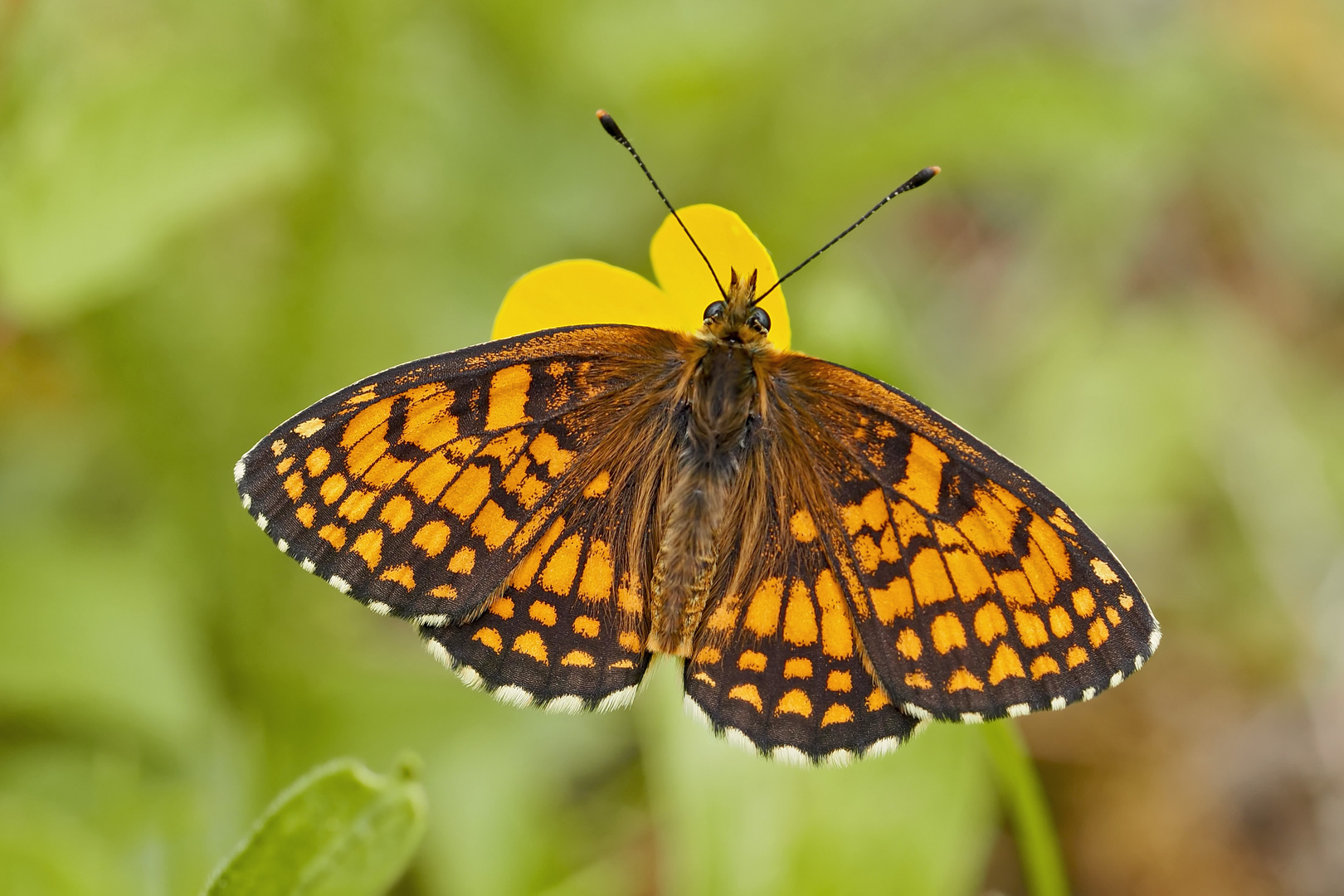 Alpen-Scheckenfalter (Melitaea varia) - La Mélitée alpine.