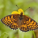 Alpen-Scheckenfalter (Melitaea varia) - La Mélitée alpine.