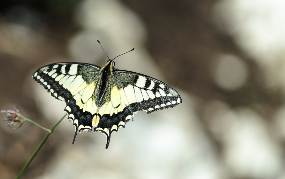 Alpen-Schmetterling