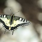 Alpen-Schmetterling