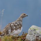 Alpen - Schneehuhn