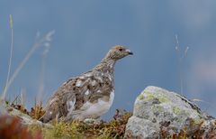 Alpen - Schneehuhn