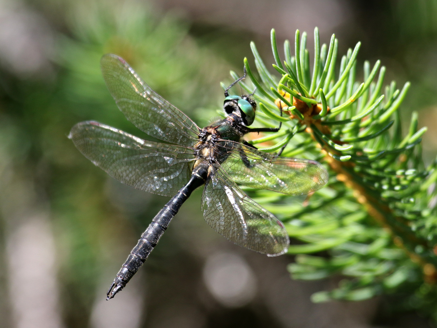 Alpen-Smaragdlibelle, Somatochlora alpestris