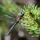 Alpen-Smaragdlibelle, Somatochlora alpestris