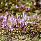 Alpen Soldanellen