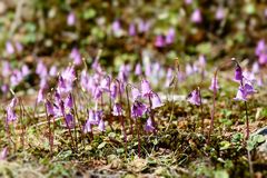 Alpen Soldanellen