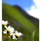 Alpen-Sommer-feeling