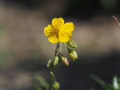 Alpen-Sonnenröschen