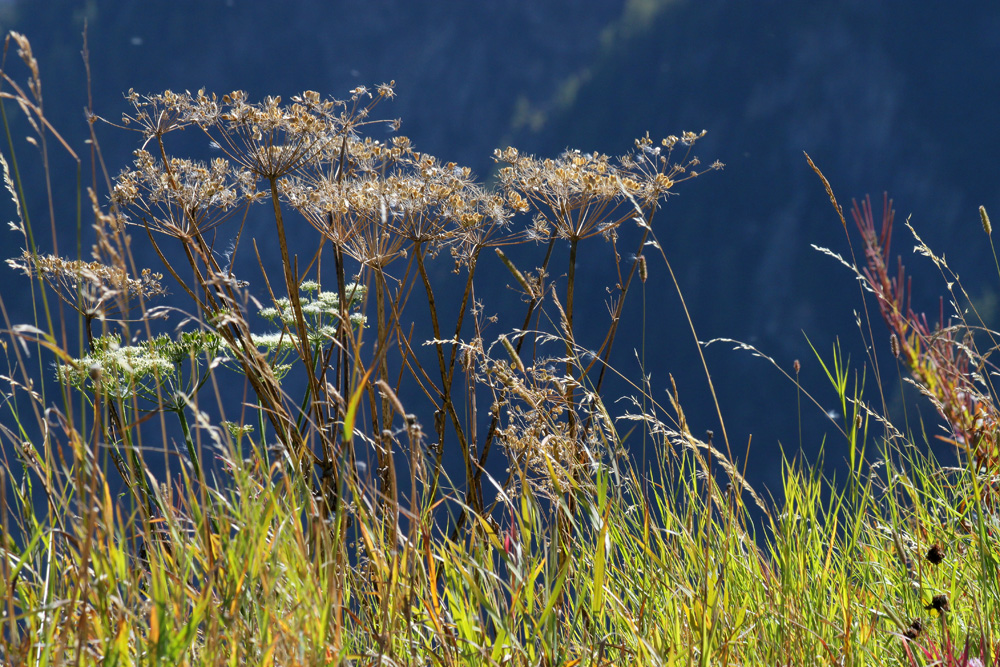 Alpen-Spaziergang