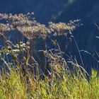 Alpen-Spaziergang