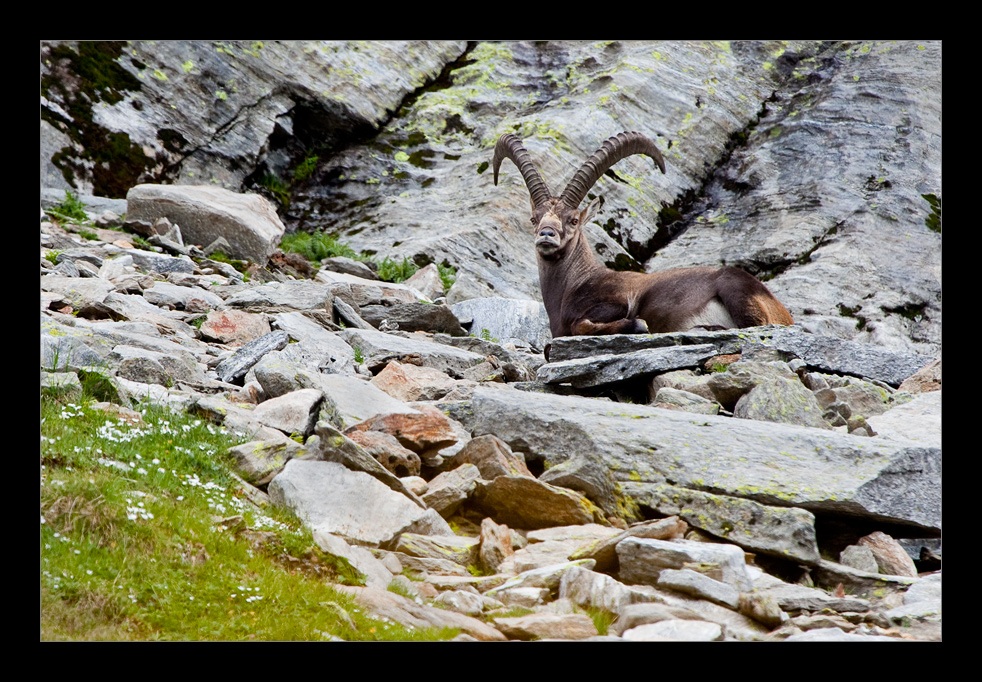 Alpen-Steinbock