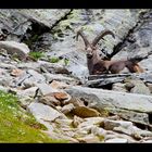 Alpen-Steinbock