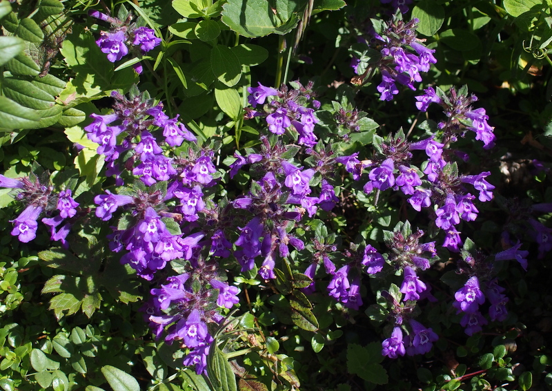 Alpen-Steinquendel 'Acinos alpinus'