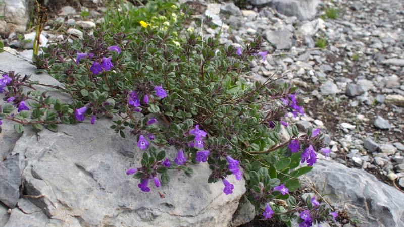 Alpen-Steinquendel 'Acinos alpinus'