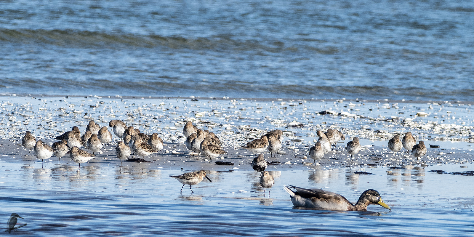 Alpen-Strandläufer