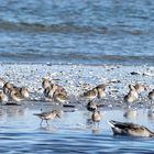 Alpen-Strandläufer