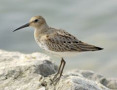 Alpen-strandläufer