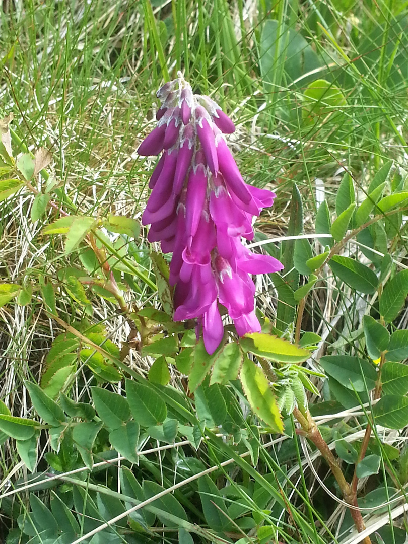 Alpen-Süssklee 'Hedysarum hedysaroides'