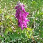 Alpen-Süssklee 'Hedysarum hedysaroides'