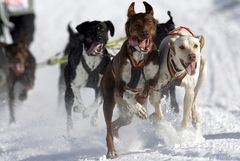 Alpen - Trail 2008 ,wir sind soweit...