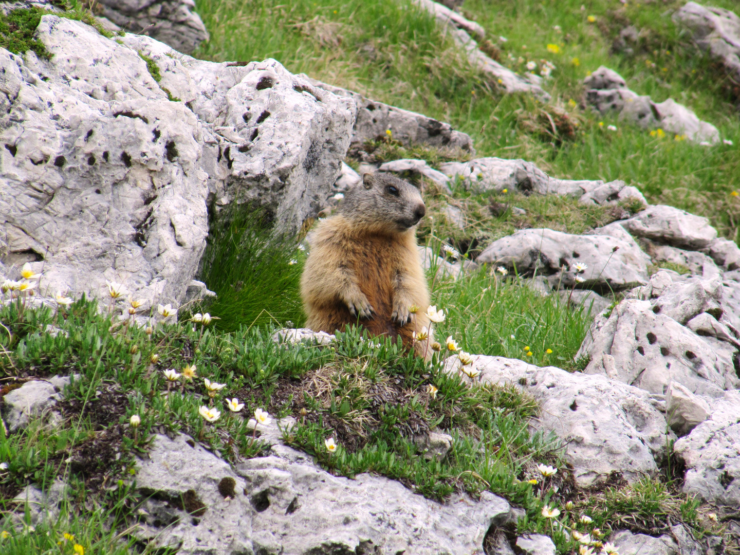 Alpen Ureinwohner