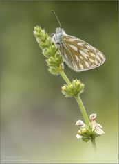 Alpen-Weissling, ein seltenes Exemplar