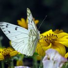 Alpen-Weißling (Pontia callidice)