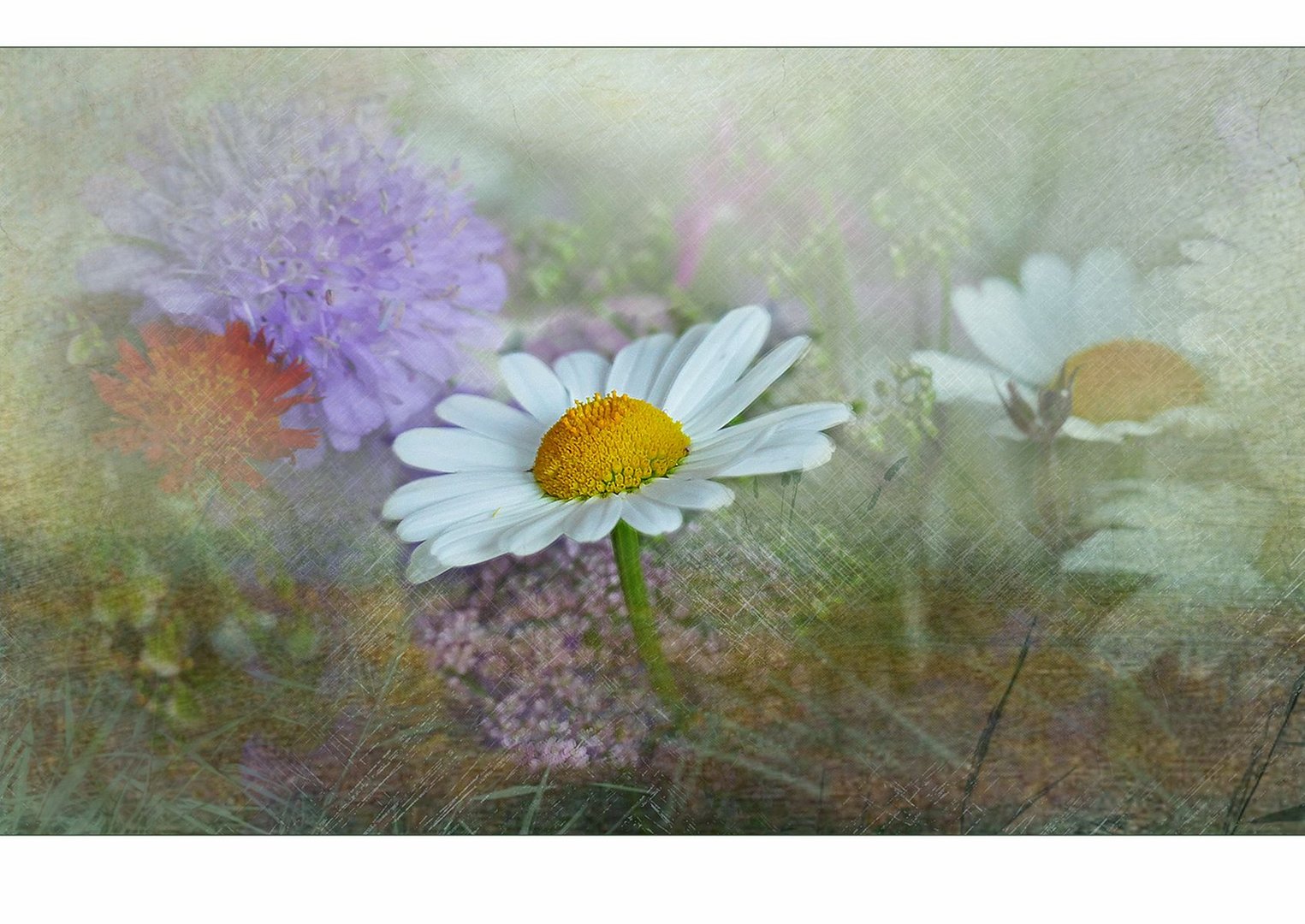 Alpen-Wiese-Blumen