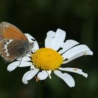 Alpen-Wiesenvögelchen