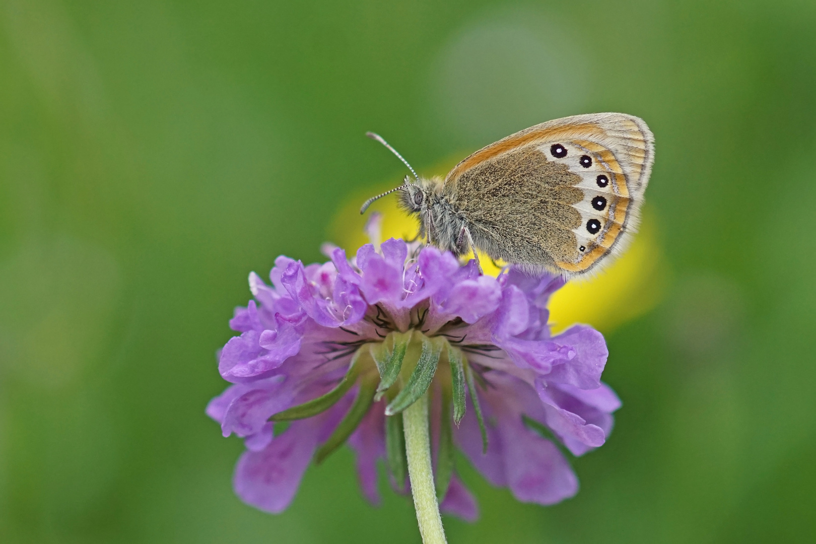 Alpen-Wiesenvögelchen (Coenonympha gardetta)