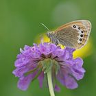 Alpen-Wiesenvögelchen (Coenonympha gardetta)