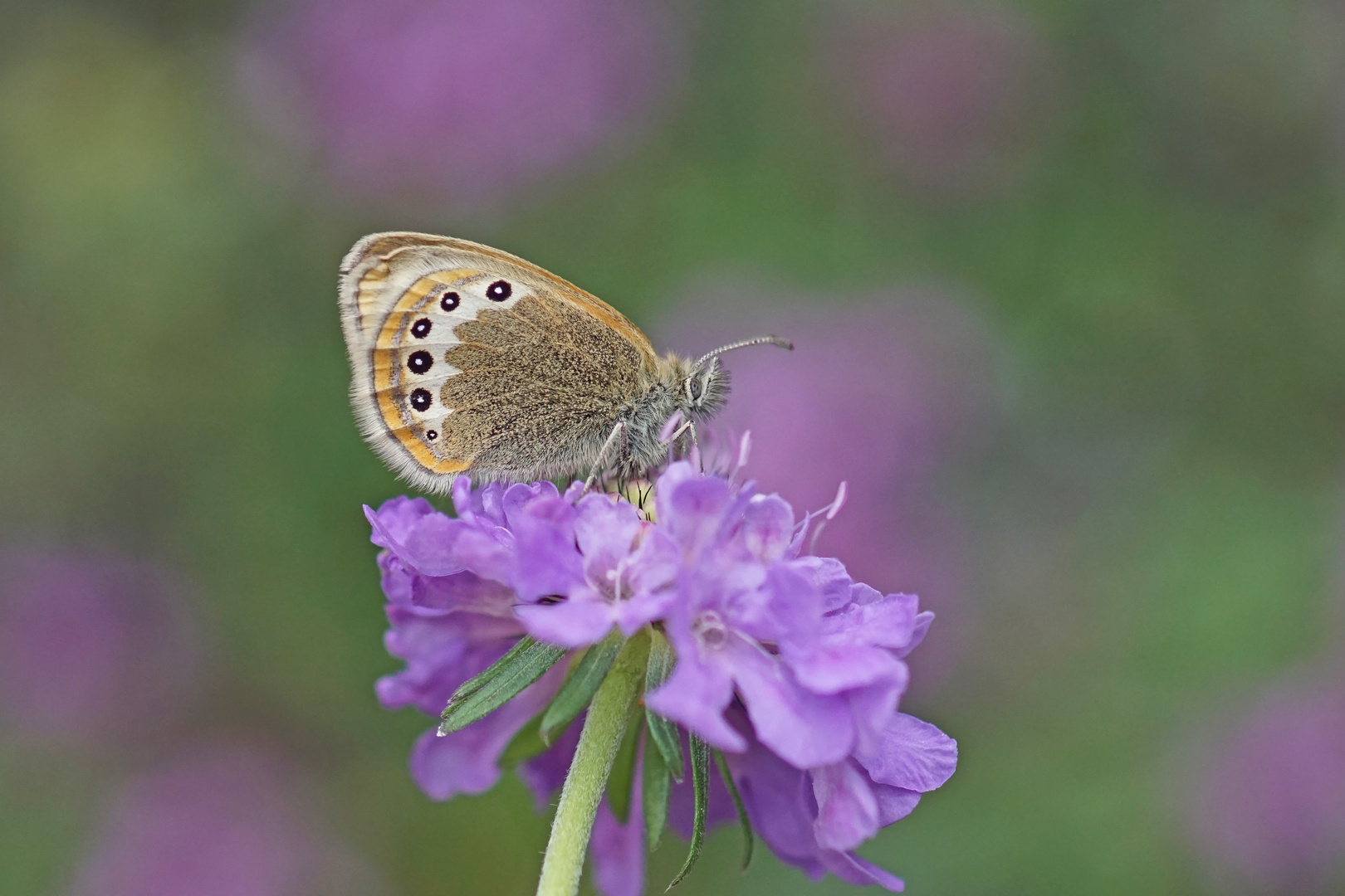 Alpen-Wiesenvögelchen (Coenonympha gardetta)