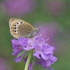 Alpen-Wiesenvögelchen (Coenonympha gardetta)