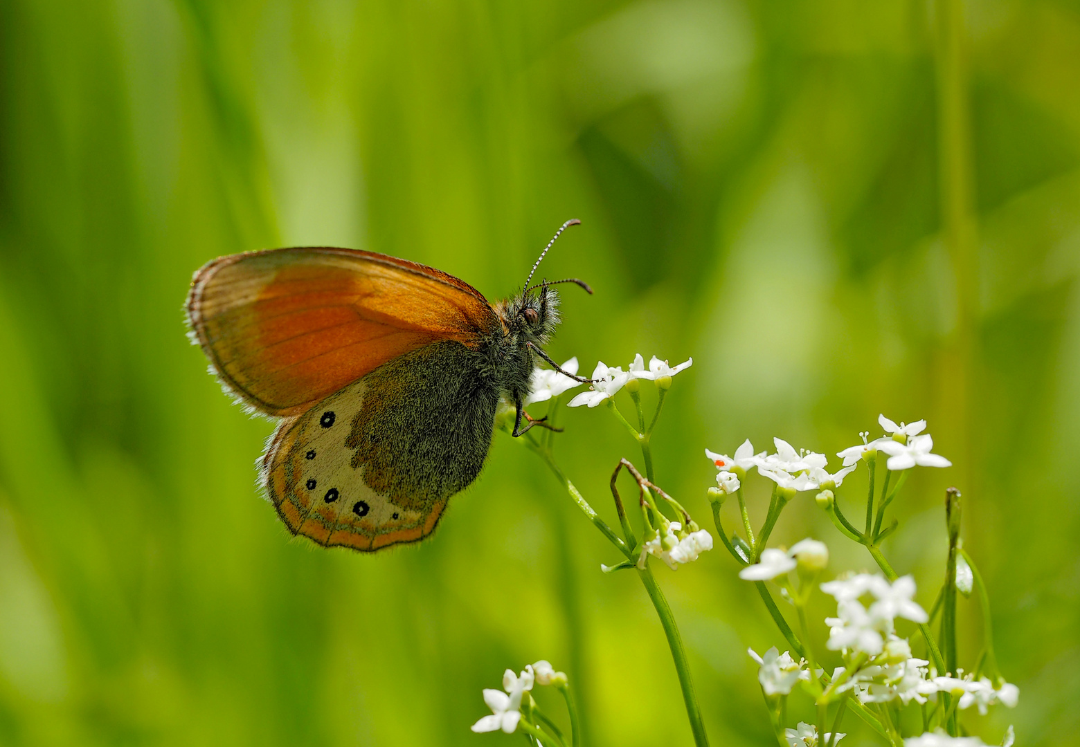 Alpen-Wiesenvögelchen (Coenonympha gardetta) 