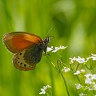 Alpen-Wiesenvögelchen (Coenonympha gardetta) 