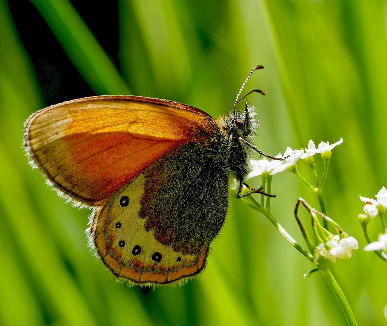 Alpen-Wiesenvögelchen (Coenonympha gardetta) 