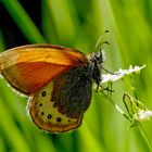 Alpen-Wiesenvögelchen (Coenonympha gardetta) 