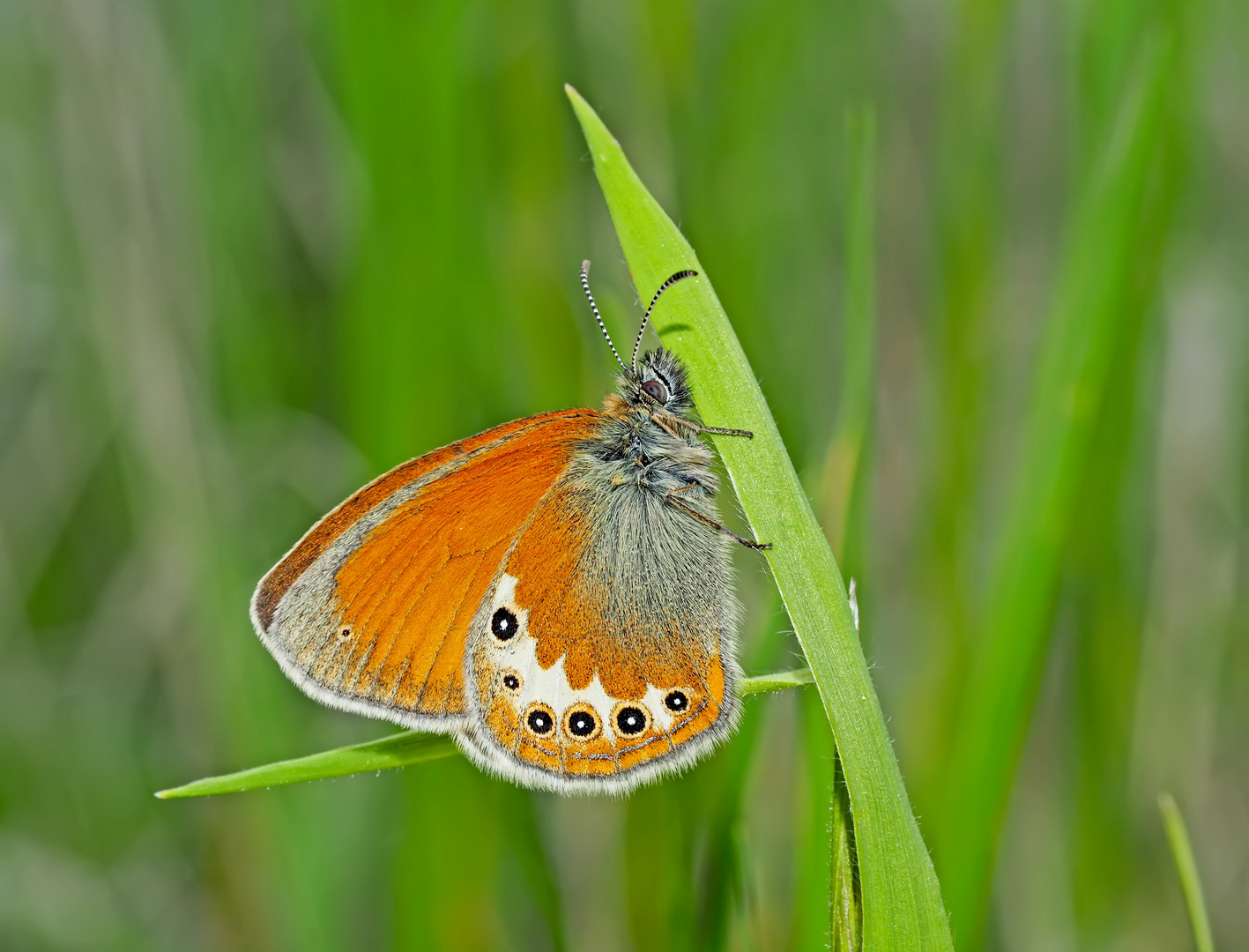 Alpen-Wiesenvögelchen (Coenonympha gardetta) - Le Satyrion.